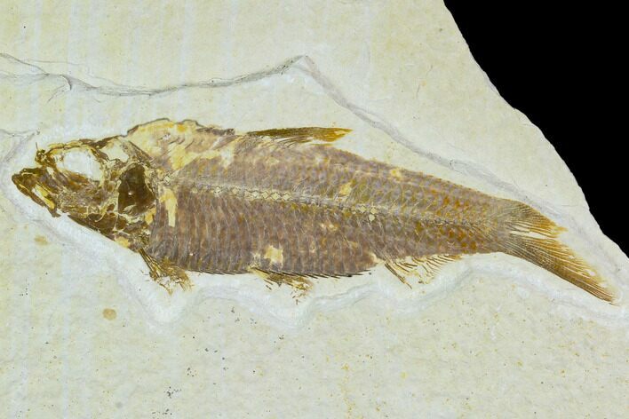 Bargain Fossil Fish (Knightia) - Wyoming #120558